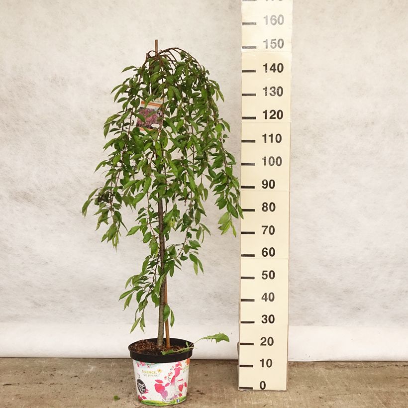 Prunus subhirtella Pendula Rubra - Wheeping  Cherry 7.5L/10L potShipped height around 150/+cm sample as delivered in spring