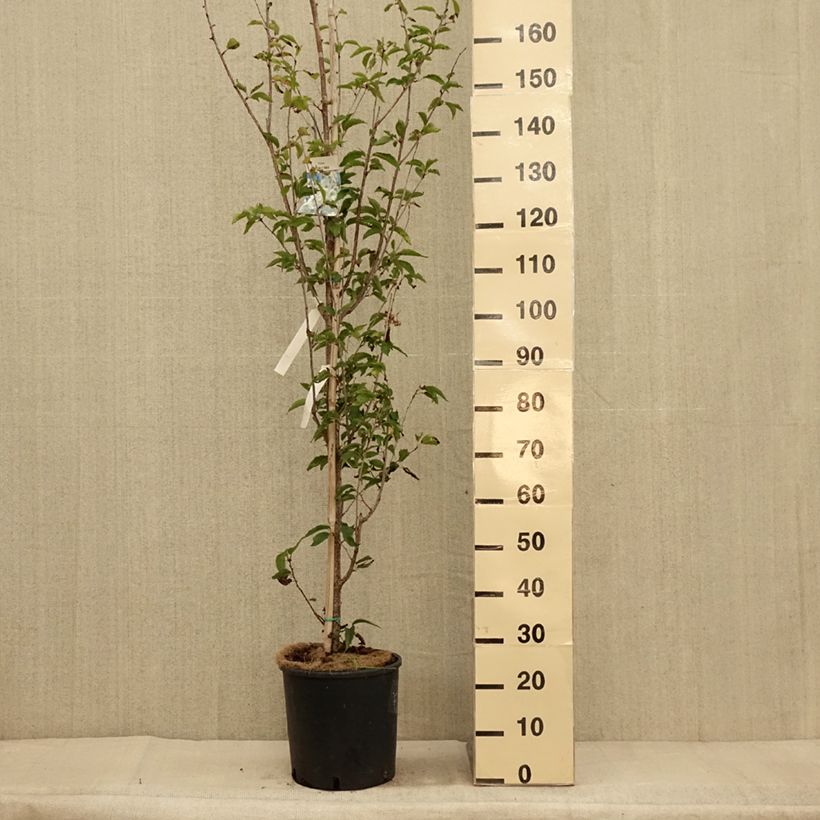 Prunus Umineko - Cherry 7.5L/10L pot sample as delivered in autumn