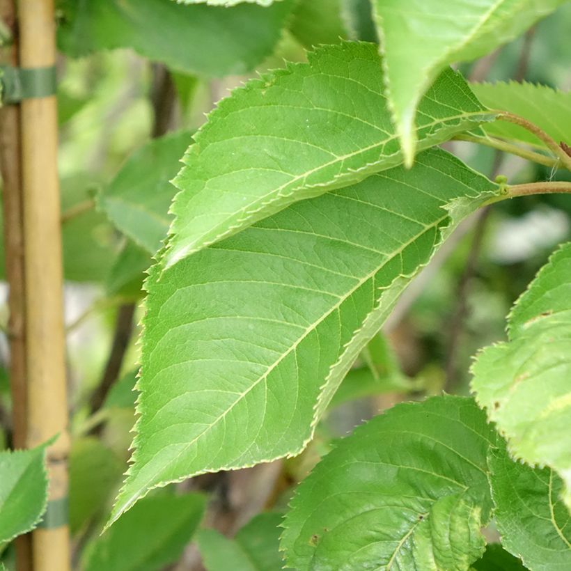 Prunus yedoensis - Yoshino Cherry (Foliage)