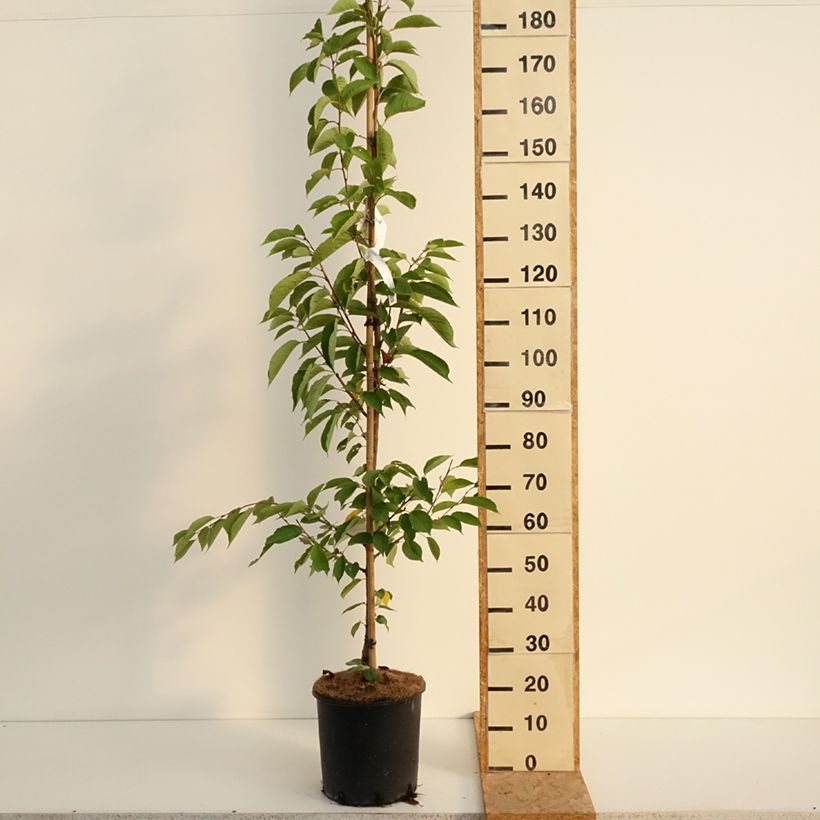 Prunus  yedoensis - Yoshino Cherry 7.5L/10L pot sample as delivered in summer