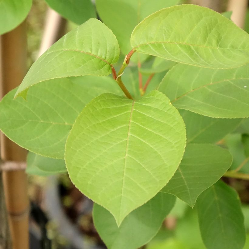 Prunus virginiana Canada Red - Chokecherry (Foliage)