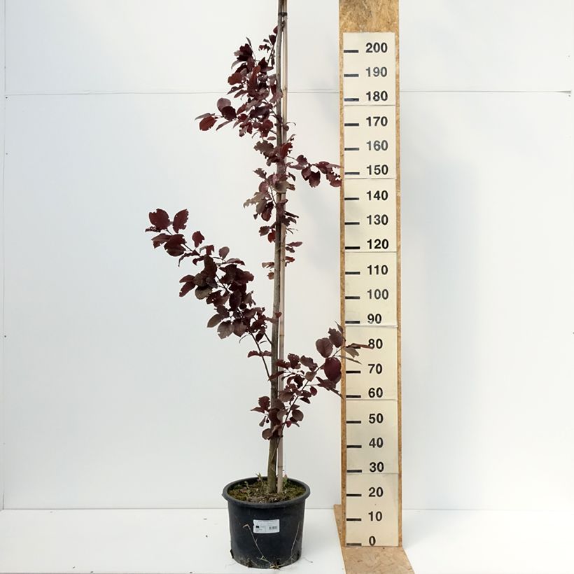 Prunus virginiana Canada Red - Chokecherry 20L/25L pot sample as delivered in summer