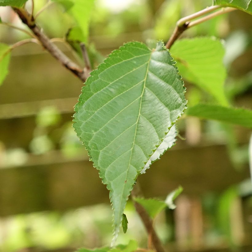 Prunus serrulata Sunset Boulevard - Japanese Cherry (Foliage)