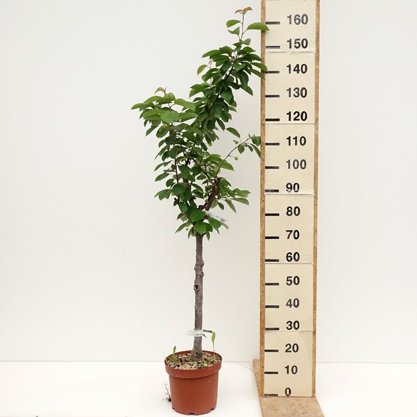 Prunus cerasus Cerise Allégria Delbard - Tart Cherry Tree 7.5L/10L pot, GobletShipped height around 125/150cm sample as delivered in spring