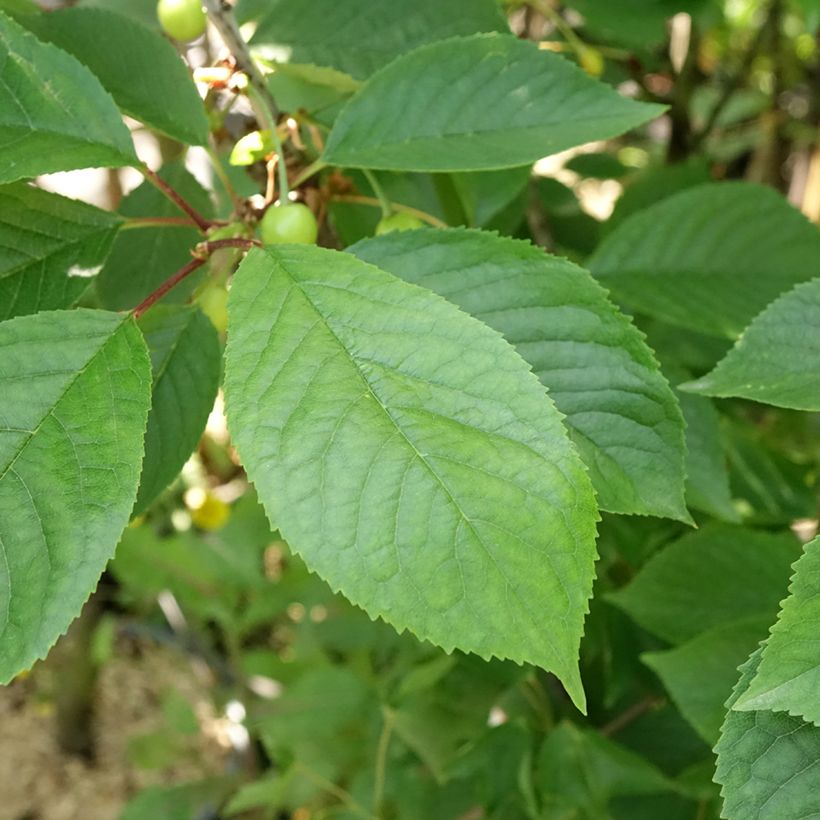 Prunus cerasus Anglaise Hâtive - Tart Cherry Tree (Foliage)
