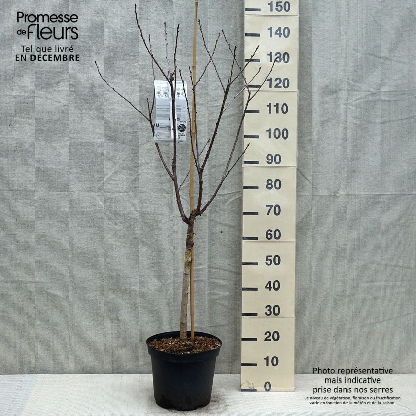 Cerisier Anglaise Hâtive - Prunus cerasus Gobelet en pot de 7,5l/10l sample as delivered in autumn