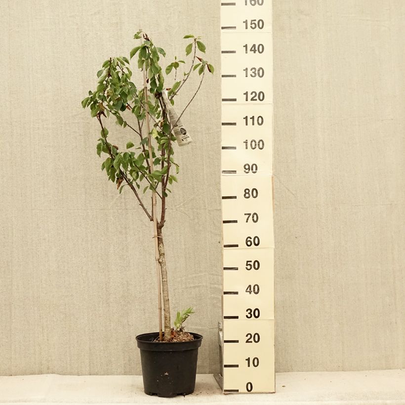 Prunus cerasus Anglaise Hâtive - Tart Cherry Tree 7.5L/10L pot, Goblet sample as delivered in summer