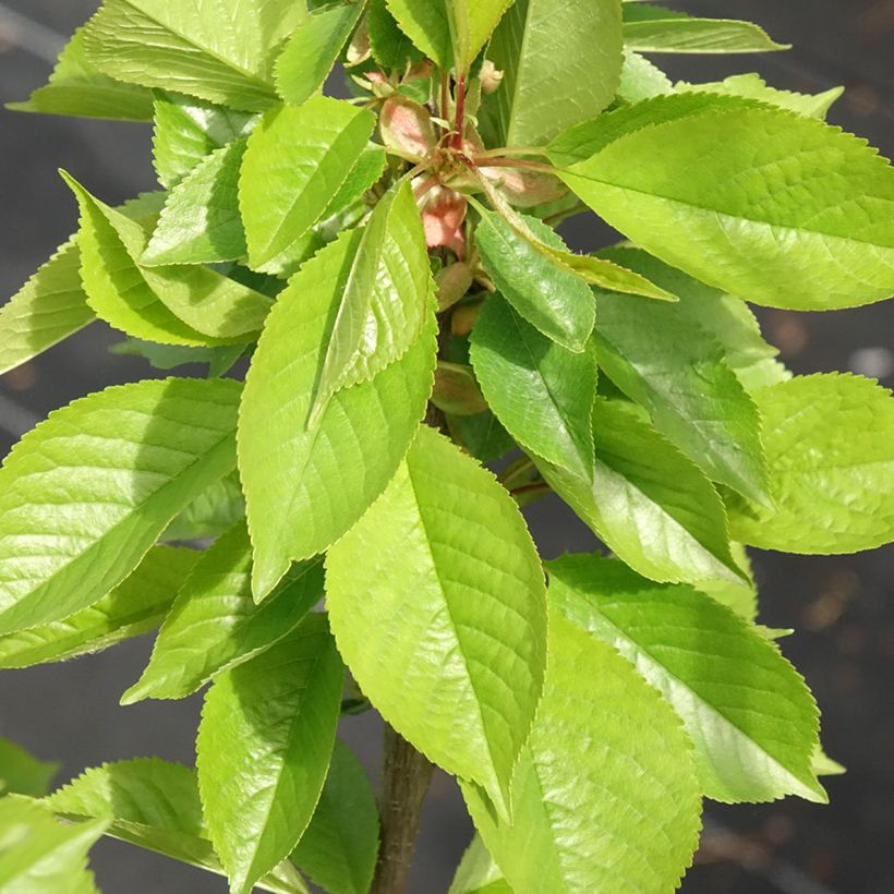 Prunus cerasus Anglaise Hâtive - Tart Cherry Tree (Foliage)