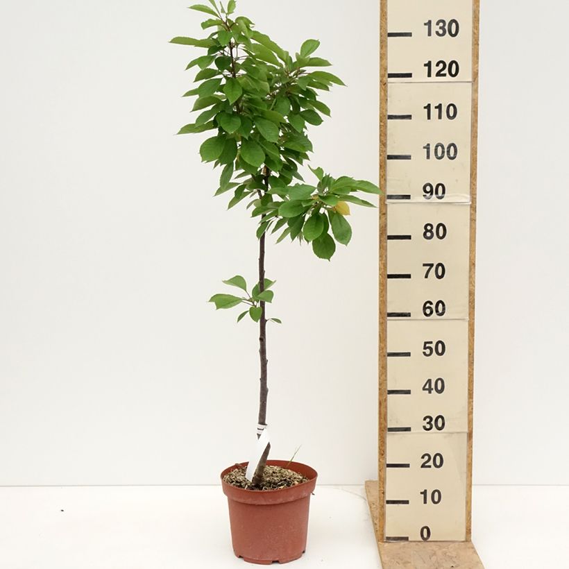 Cerisier Anglaise Hâtive - Prunus cerasus - Pot de 7,5L/10L - 1013 sample as delivered in spring