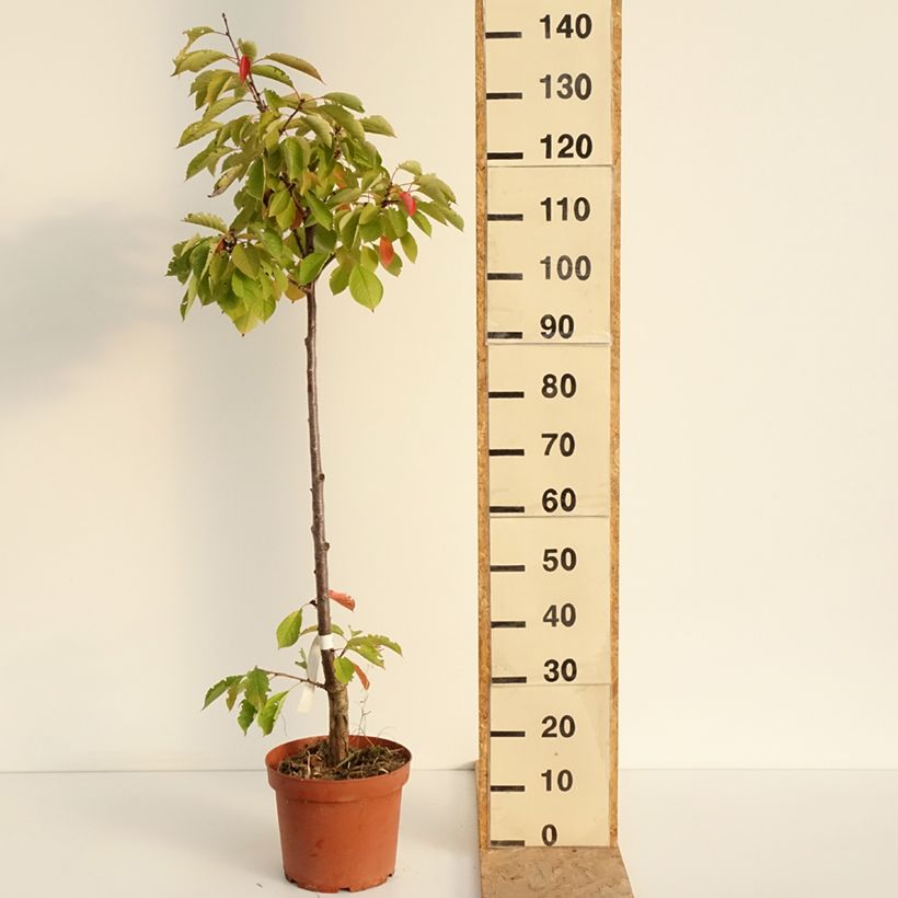 Prunus cerasus Anglaise Hâtive - Tart Cherry Tree 7.5L/10L pot, Scion sample as delivered in summer