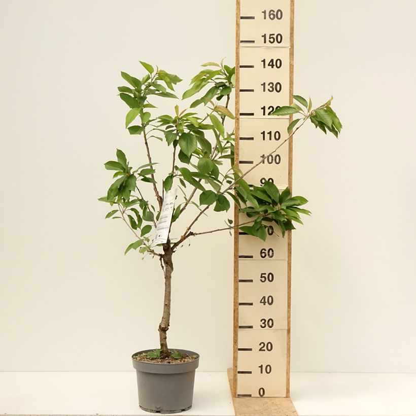 Prunus cerasus Belle Magnifique - Tart Cherry Tree 7.5L/10L pot, GobletShipped height around 140/160cm sample as delivered in spring