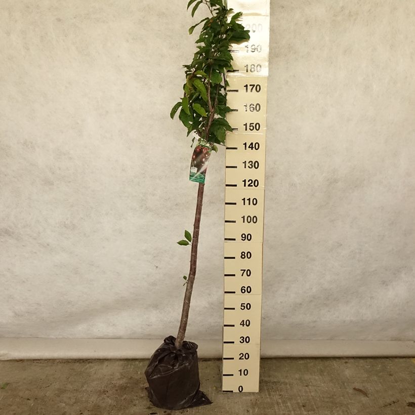 Prunus avium Bigarreau Bigalise - Cherry Tree Ready-to-plant root ball, Half standard sample as delivered in summer