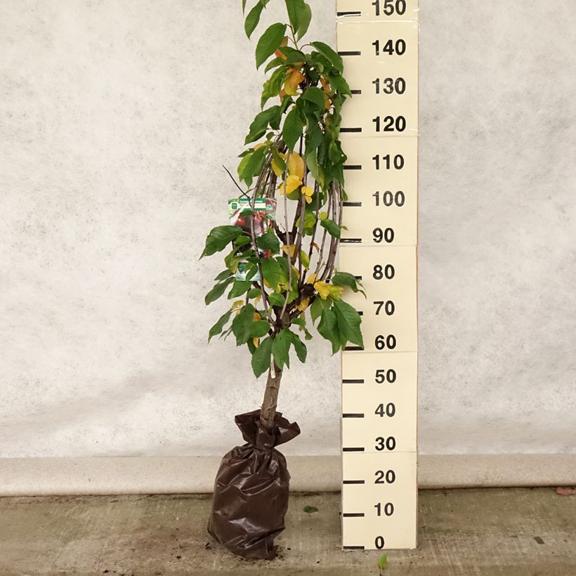 Prunus avium Bigarreau Bigalise - Cherry Tree Ready-to-plant root ball, Goblet sample as delivered in summer
