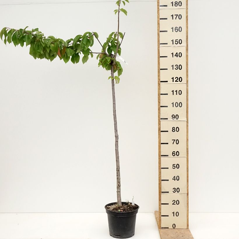 Prunus avium Bigarreau Bigalise - Cherry Tree 7.5L/10L pot, Half standardShipped height around 150/+cm sample as delivered in spring