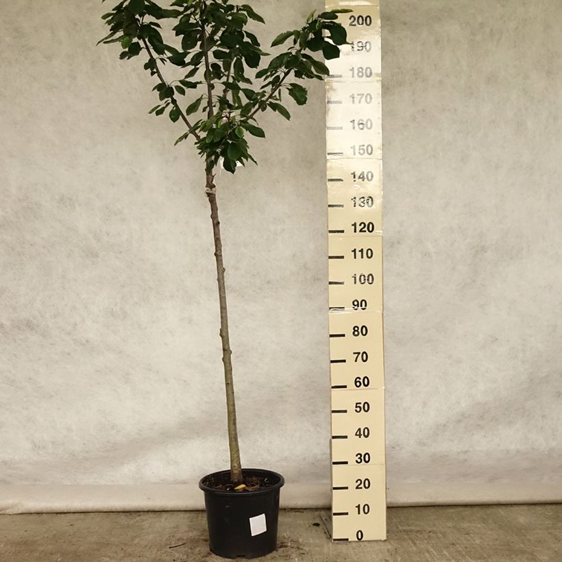Cerisier Bigarreau Burlat Pot de 10L, Demi-Tige, Demi-tigeHauteur livrée env. 140cm sample as delivered in summer