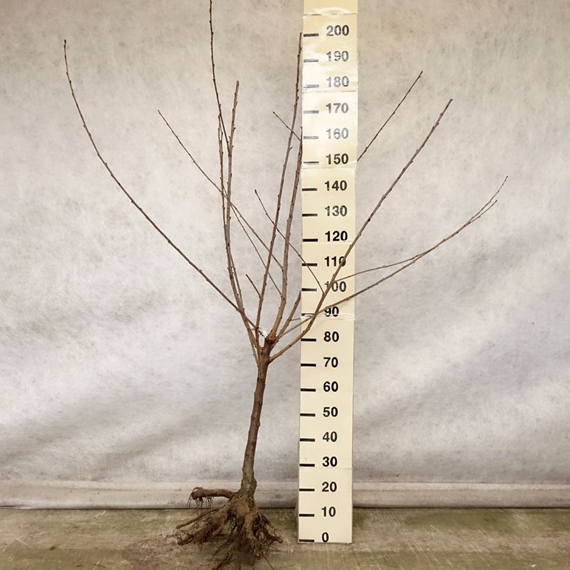 Prunus avium Bigarreau de La Saint Jean - Cherry Tree Bare root, GobletShipped height around 140/160cm sample as delivered in autumn