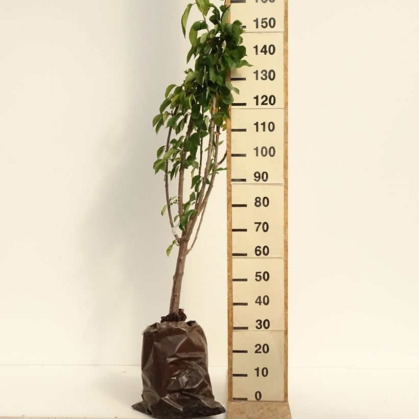 Prunus avium Bigarreau Délice de Malicorne - Cherry Tree Ready-to-plant root ball, Goblet sample as delivered in summer