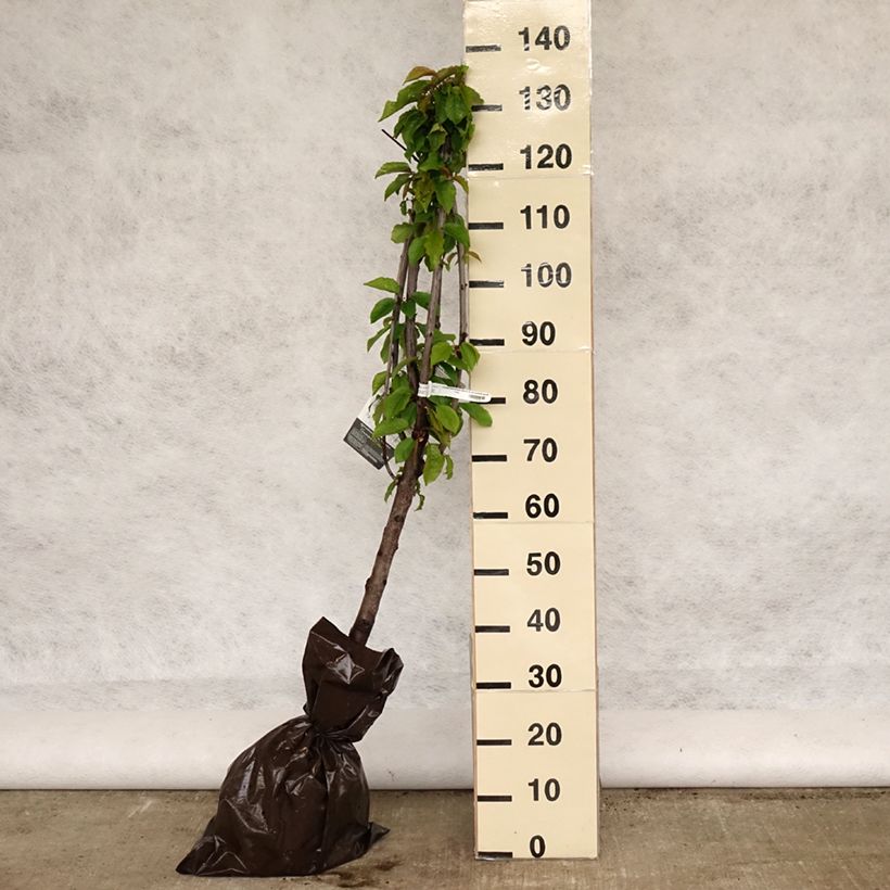 Prunus avium Bigarreau Délice de Malicorne - Cherry Tree Ready-to-plant root ball, GobletShipped height around 110/+cm sample as delivered in spring