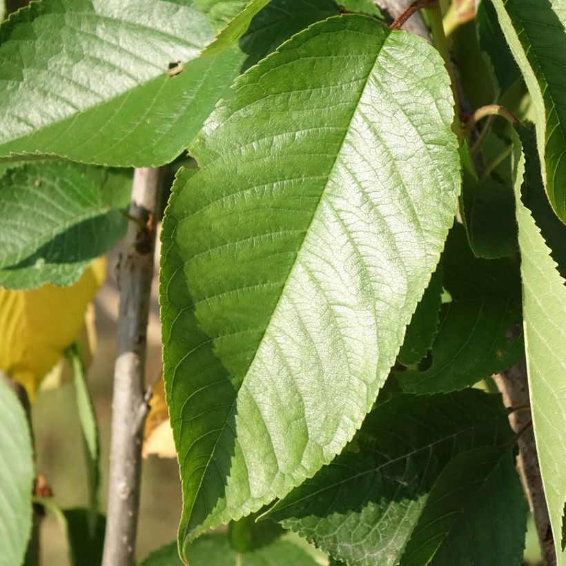 Prunus avium Bigarreau Délice de Malicorne - Cherry Tree (Foliage)