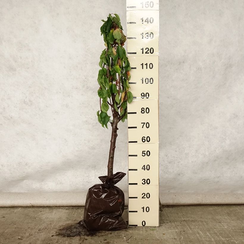 Prunus avium Bigarreau hâtif Delbard - Cherry Tree Ready-to-plant root ball, Goblet 110/+cm sample as delivered in summer