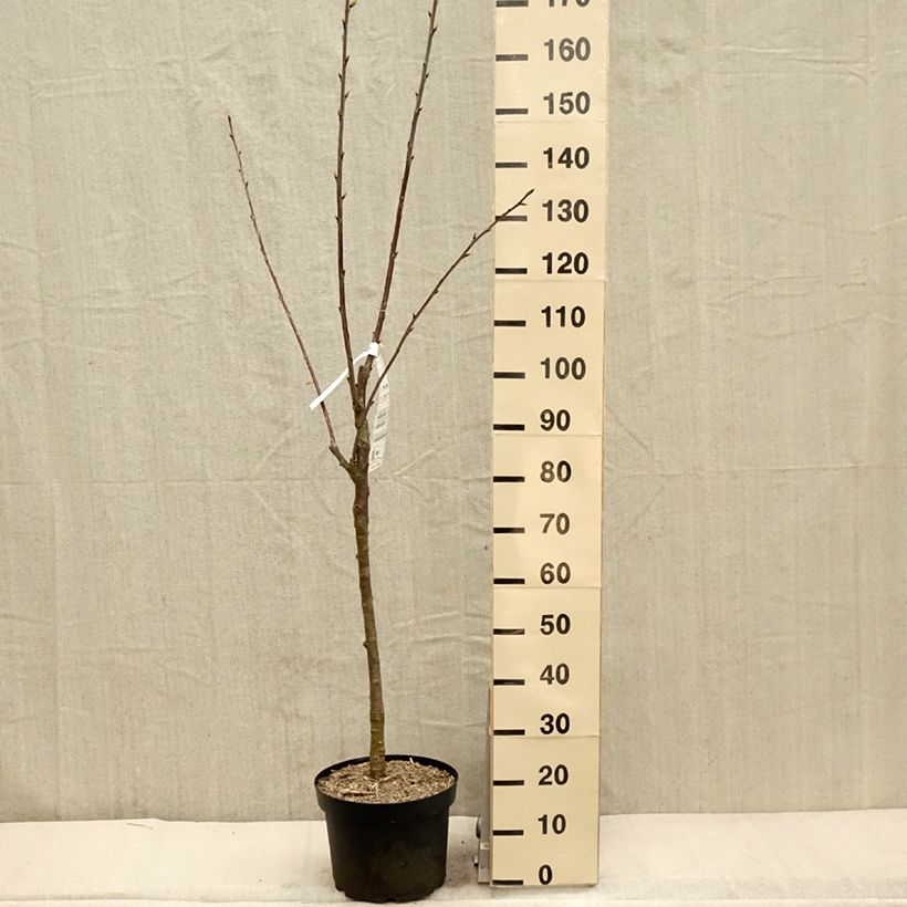 Prunus cerasus Marmotte - Tart Cherry sample as delivered in spring