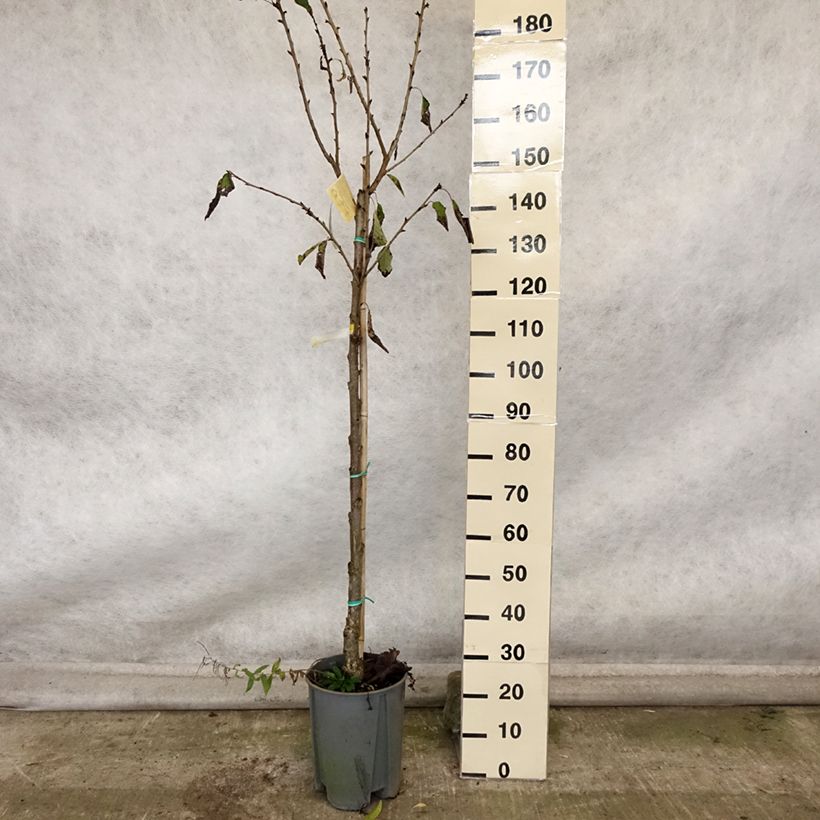 Prunus avium Moreau - Cherry Tree 7.5L/10L pot, Half standard sample as delivered in autumn