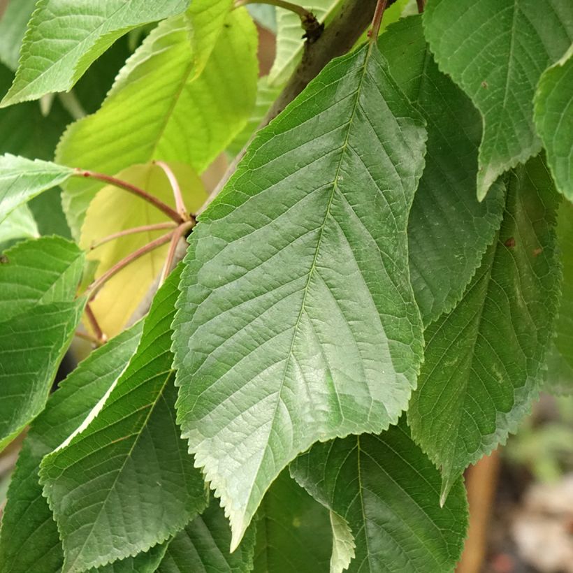 Prunus avium Moreau - Cherry Tree (Foliage)