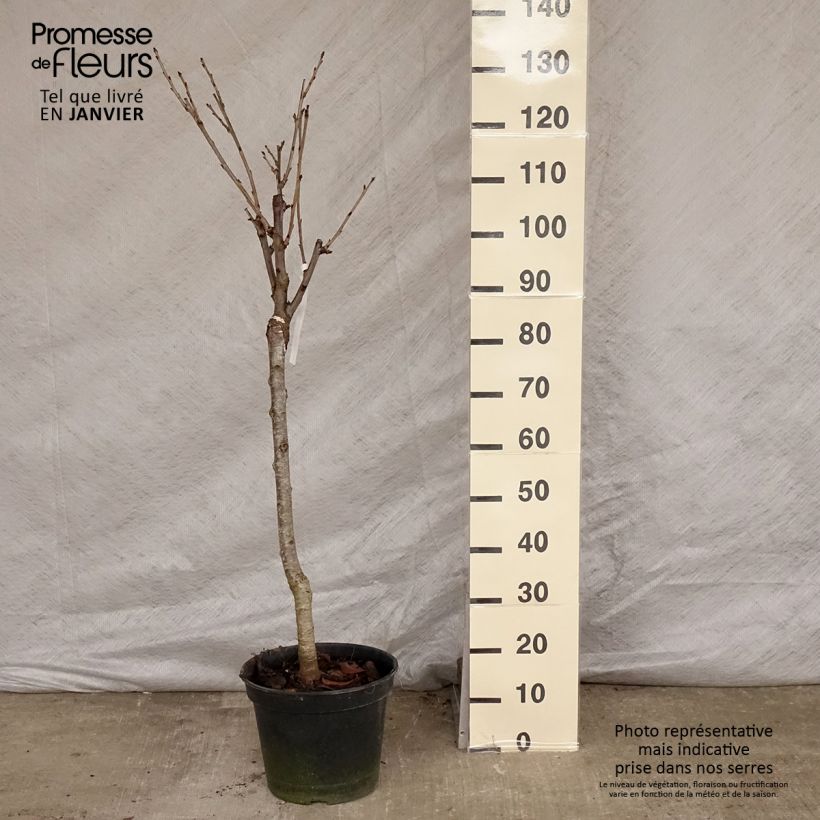 Cerisier Bigarreau Moreau - Prunus avium Gobelet en pot de 7,5l/10l sample as delivered in winter