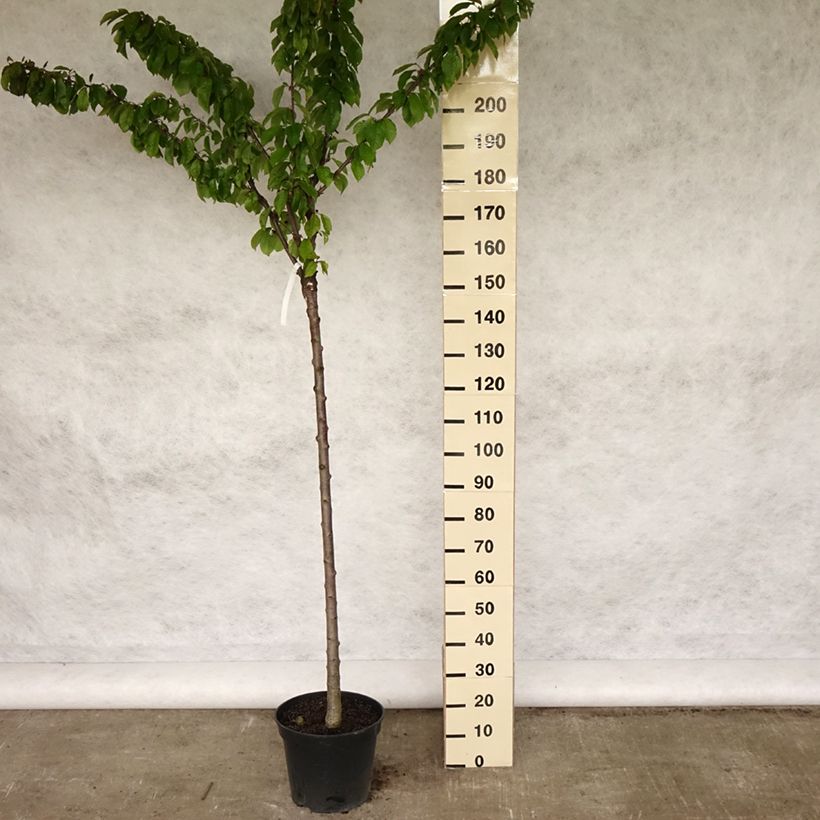 Prunus cerasus Bigarreau Napoléon - Tart Cherry Tree 7.5L/10L pot, Half standardShipped height around 150/175cm sample as delivered in spring