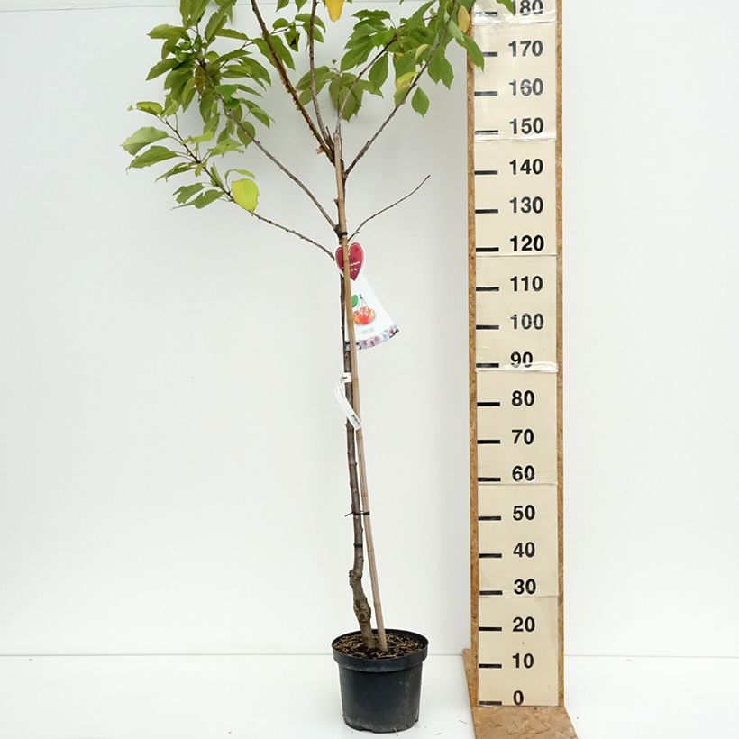 Prunus cerasus Bigarreau Napoléon - Tart Cherry Tree 7.5L/10L pot, Half standard sample as delivered in summer
