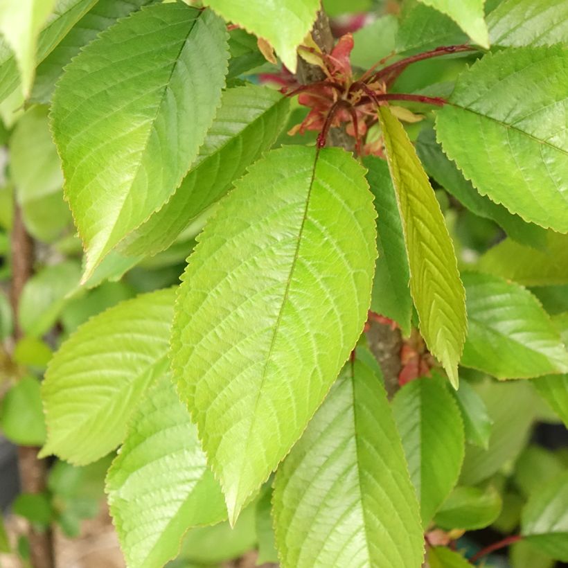 Prunus avium Bigarreau Reverchon - Cherry Tree (Foliage)