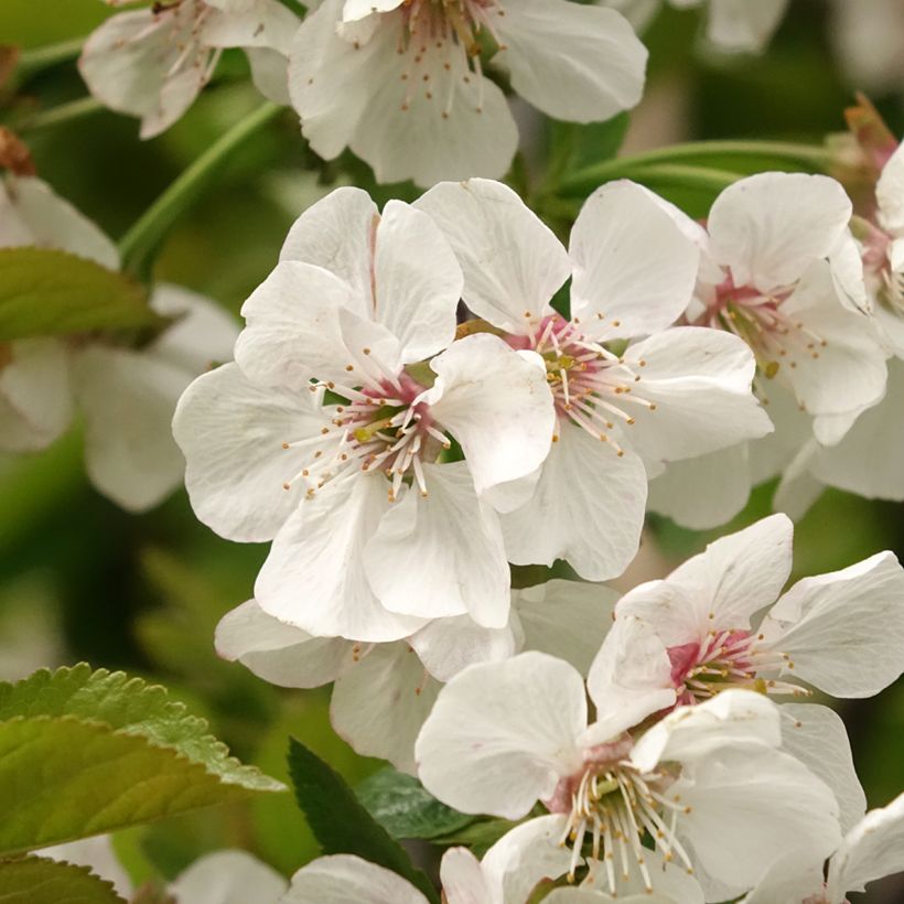Prunus avium Bigarreau Reverchon - Cherry Tree (Flowering)