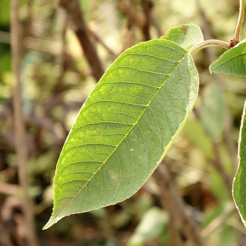 Prunus avium Bigarreau Summit - Cherry Tree (Foliage)