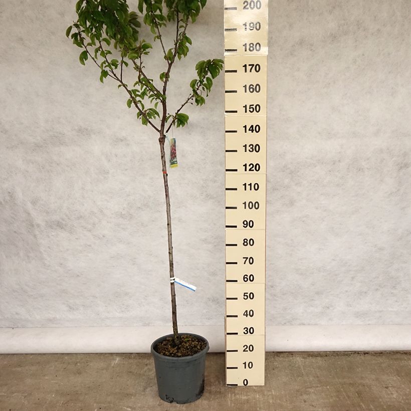 Prunus avium Bigarreau Sunburst - Cherry Tree 7.5L/10L pot, Half standardShipped height around 150/175cm sample as delivered in spring