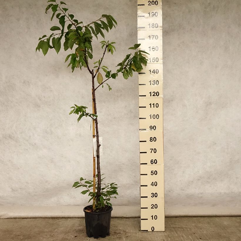 Prunus avium Van - Cherry Tree 7.5L/10L pot, Half standard sample as delivered in summer