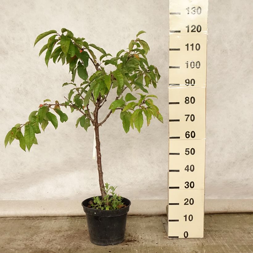 Prunus avium Van - Cherry Tree 7.5L/10L pot, Goblet sample as delivered in summer