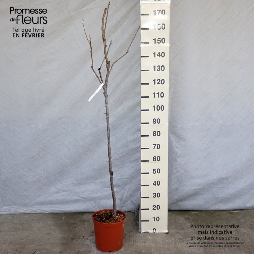 Prunus avium Van - Cherry Tree sample as delivered in winter