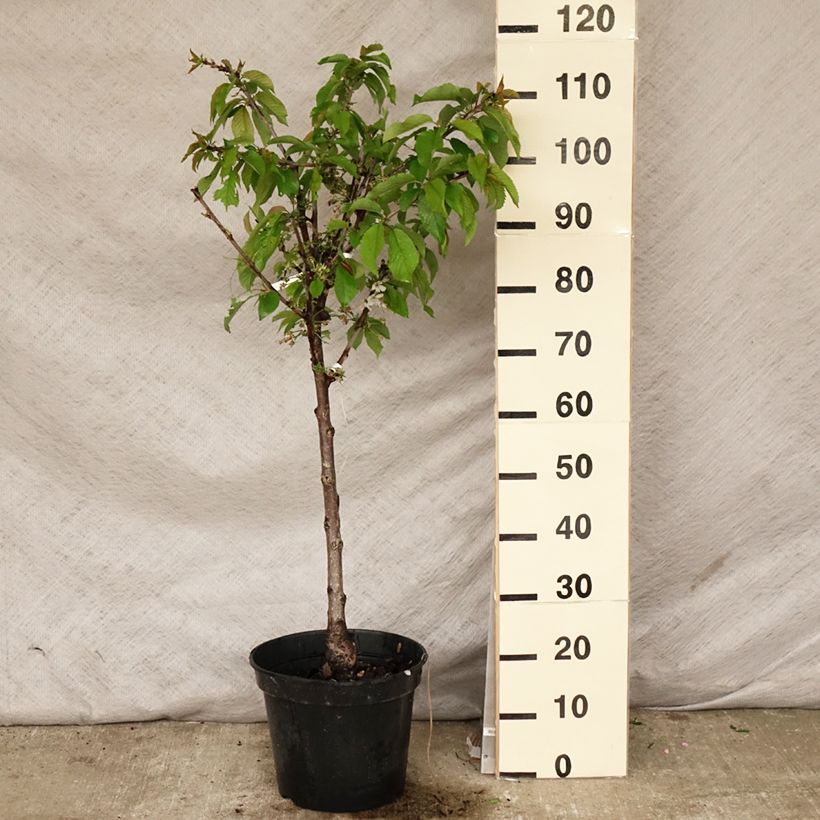 Prunus avium Van - Cherry Tree 7.5L/10L pot, GobletShipped height around 140/160cm sample as delivered in spring