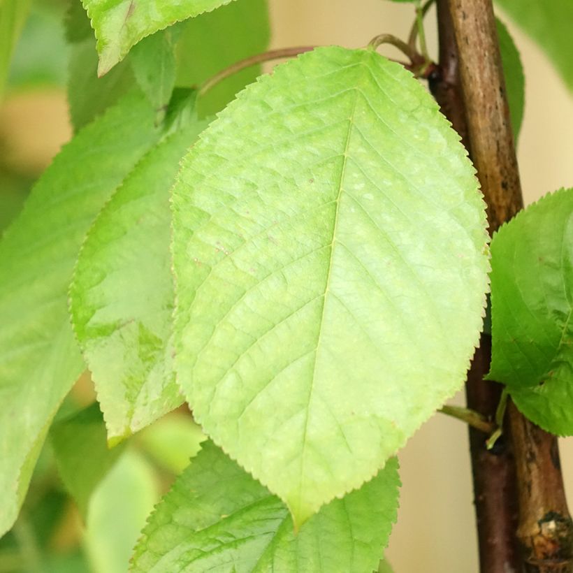 Prunus cerasus Hong kong - Tart Cherry Tree (Foliage)