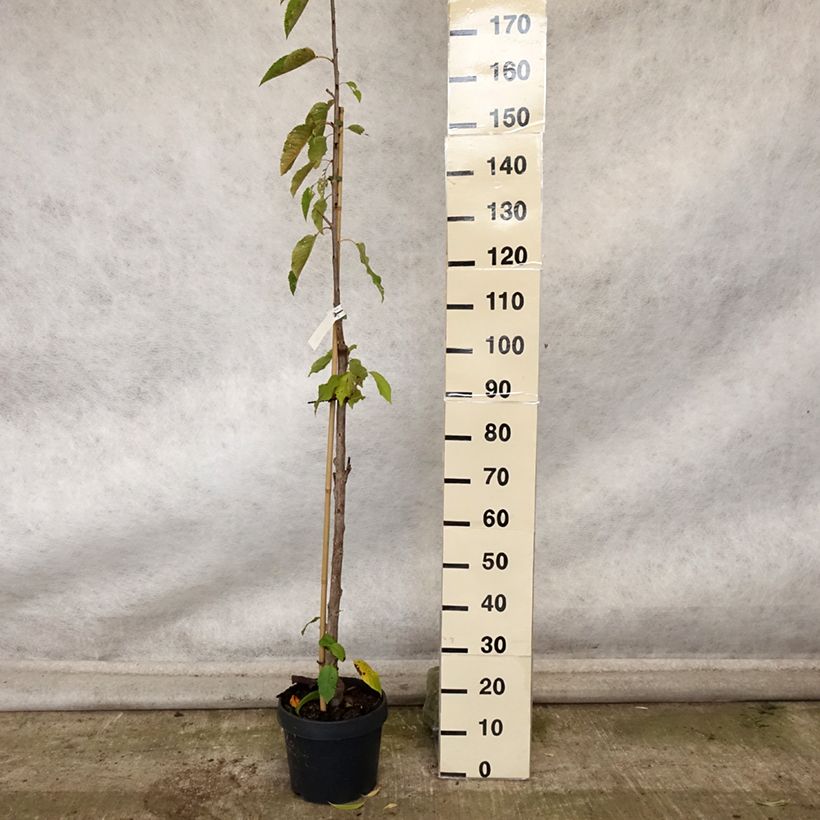 Prunus cerasus Shangai - Tart Cherry 6L/7L pot, Columnar sample as delivered in autumn