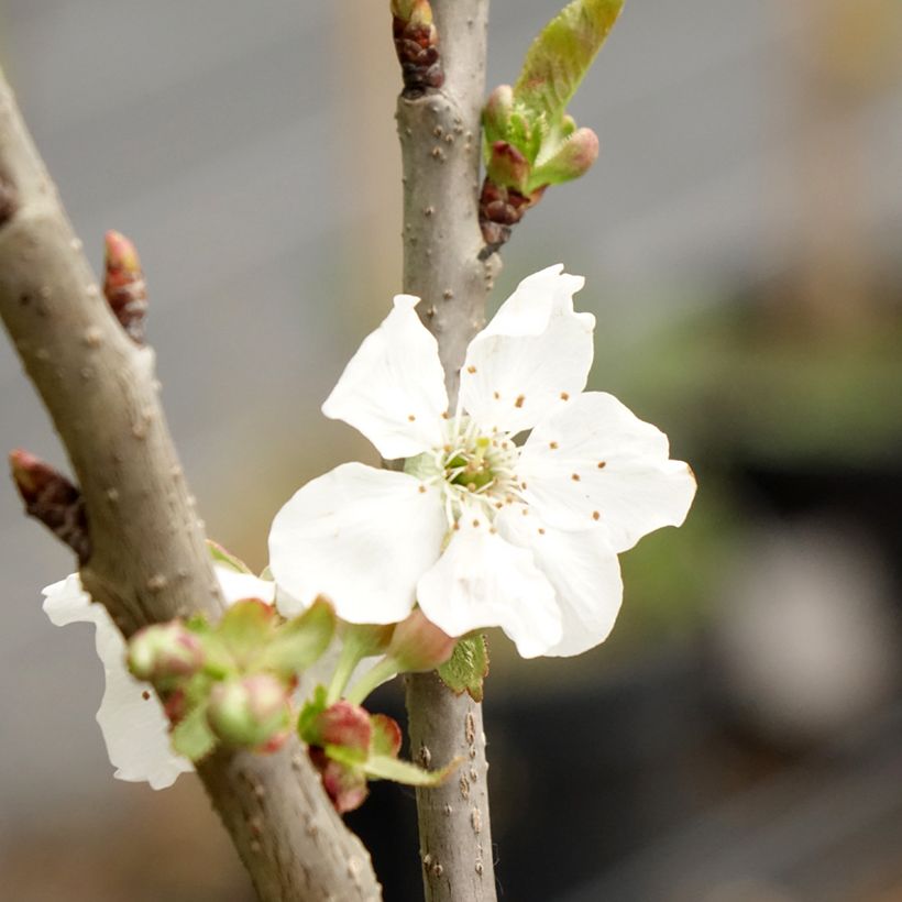 Prunus avium Sylvia - Cherry Tree (Flowering)