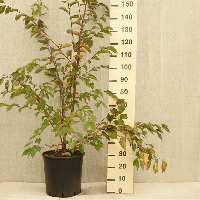 Cerisier du Japon - Prunus Accolade en pot de 18L/20L sample as delivered in autumn