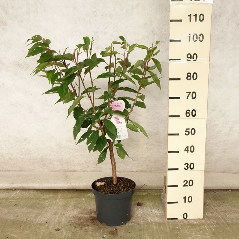 Prunus serrulata Kanzan - Japanese Cherry 7.5L/10L potShipped height around 80/100cm sample as delivered in summer
