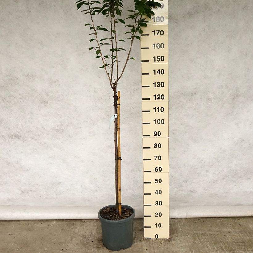 Prunus serrulata Kanzan - Japanese Cherry 7.5L/10L potShipped height around 175/200cm sample as delivered in spring