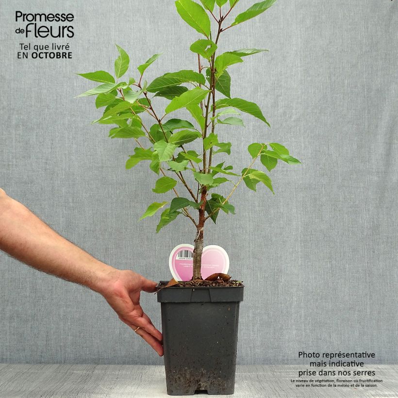 Cerisier du Japon - Prunus serrulata Kanzan en pot de 4L/5L sample as delivered in autumn