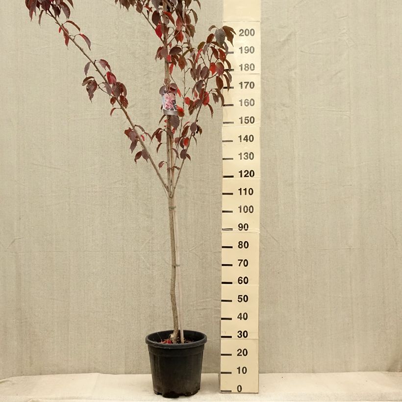 Cerisier du Japon - Prunus serrulata Royal Burgundy pot de 15L sample as delivered in autumn