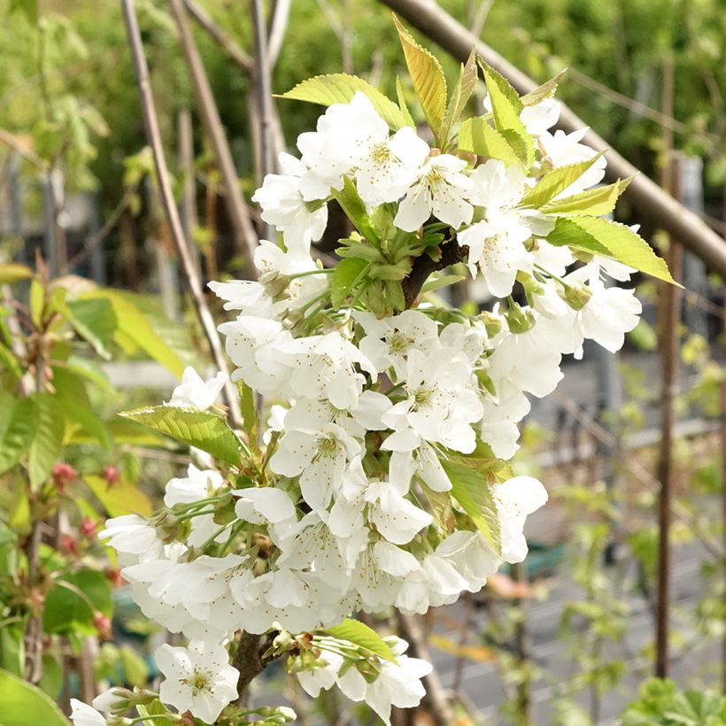 Prunus cerasus Early Rivers - Tart Cherry Tree (Flowering)
