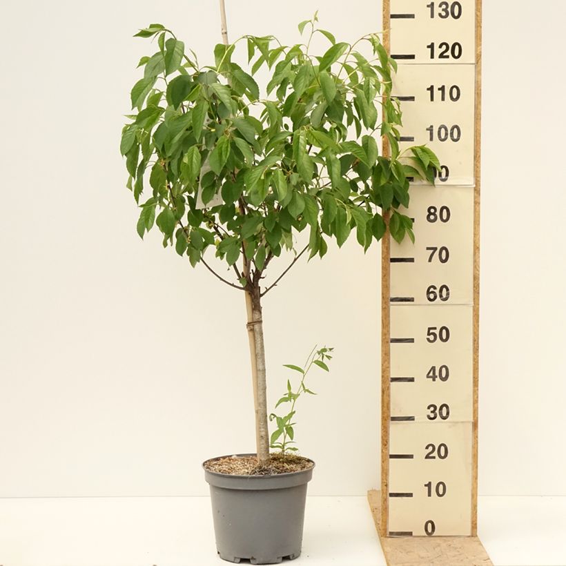 Prunus cerasus Griottier Griotte de Montmorency -Tart Cherry Tree 7.5L/10L pot, GobletShipped height around 125/150cm sample as delivered in spring