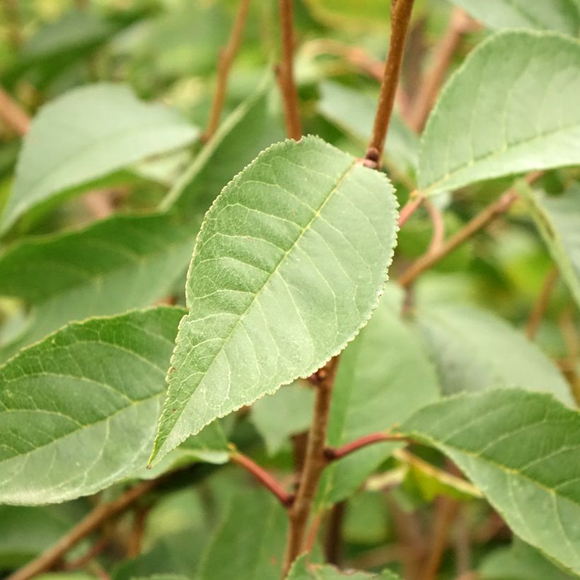 Prunus cerasus Kelleriis16 - Morello Cherry (Foliage)