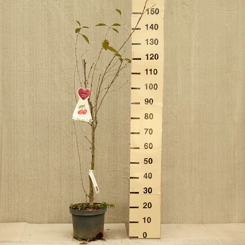 Prunus cerasus  Kelleriis15 - Tart Cherry 7.5L/10L pot, Goblet sample as delivered in autumn